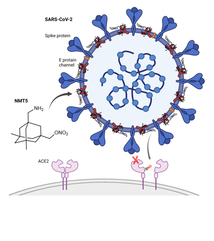 A drug developed by Scripps Research scientists prevents SARS-CoV-2 (blue) from binding to ACE2 receptors (pink) to infect human cells. The drug latches on to the virus and then adds a 