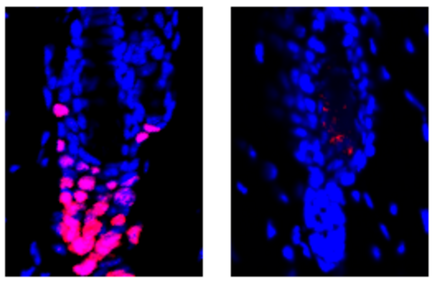 Glucocorticoids in regulatory T cells promote hair follicle stem cell activation and new hair growth. After hair loss (left), skin cells (blue) from a normal mouse activate hair follicle stem cells (red). Cells from mice without glucocorticoid receptors (right) in regulatory T cells cannot activate hair follicle stem cells. / Credit: Salk Institute