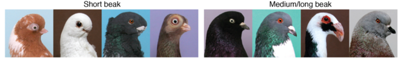 The short-beak birds all had the same ROR2 mutation. / Credit  Adapted from Boer and Shapiro (2021) Current Biology