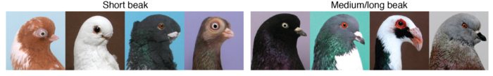 The short-beak birds all had the same ROR2 mutation. / Credit  Adapted from Boer and Shapiro (2021) Current Biology