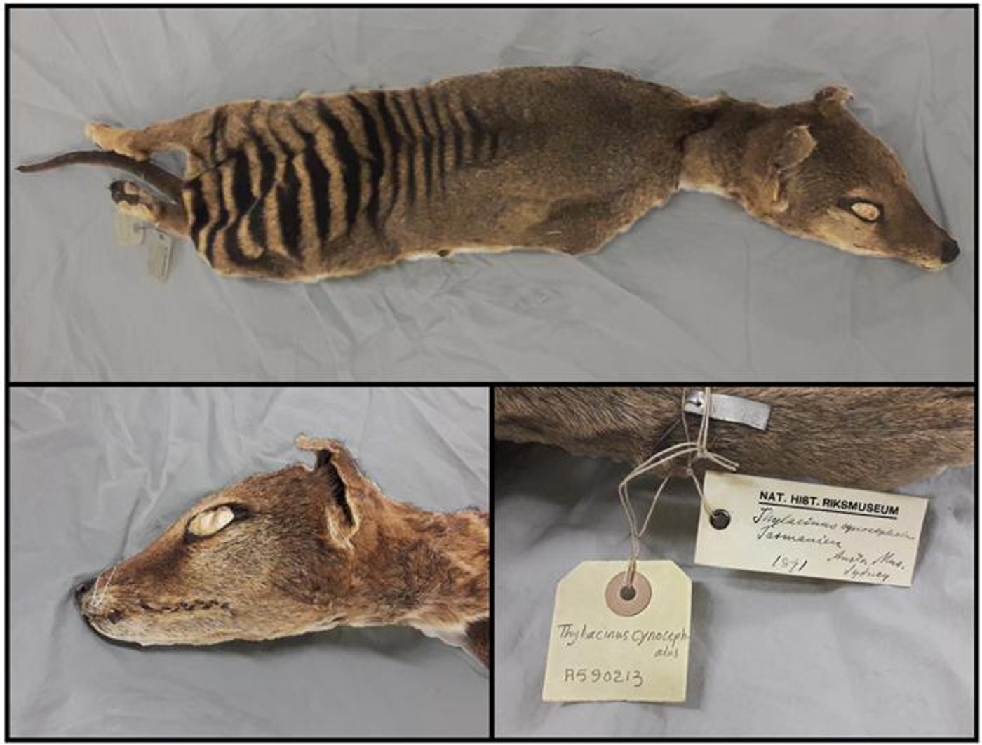 Tasmanian tiger specimen used in the study, which was desiccated and stored at room temperature in the Swedish National History Museum in Stockholm / Credit: Emilio Mármol Sánchez (photograph) and Panagiotis Kalogeropoulos (editing)