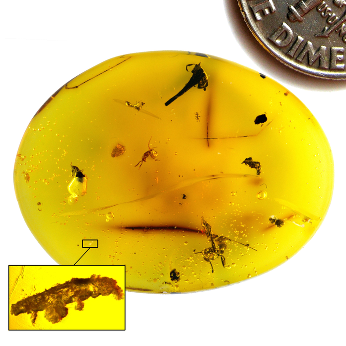Dominican amber containing Paradoryphoribius chronocaribbeus gen. et. sp. nov. (in box), dime image digitally added for size comparison. The amber also contains three ants, a beetle, and a flower. / Credit: Phillip Barden (Harvard/NJIT)