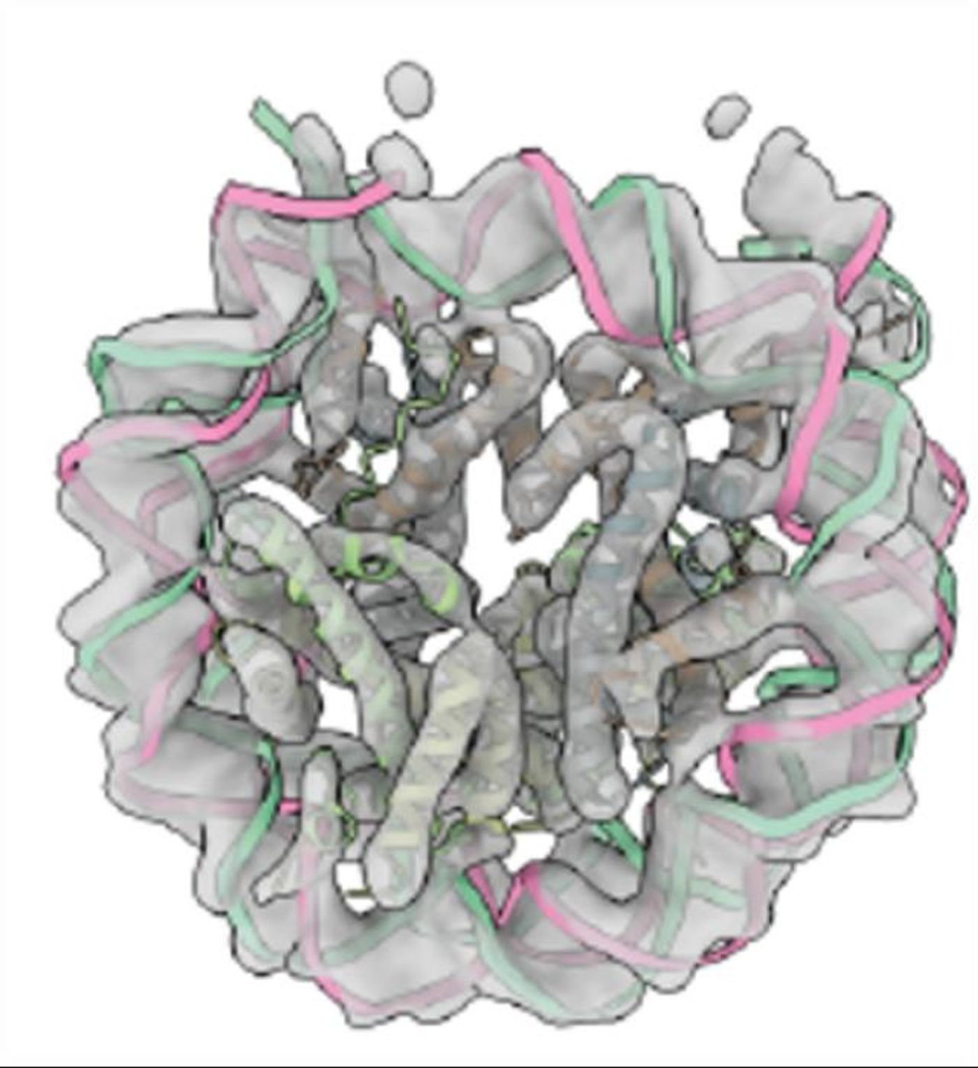   Reconstructed image of the basic unit of chromatin, the nucleosome. Nucleosomes link together like beads on a string, connected by stretches of linker DNA. To form a condensate, these strings bind each other to create a large network. Credit: Zhou et al.