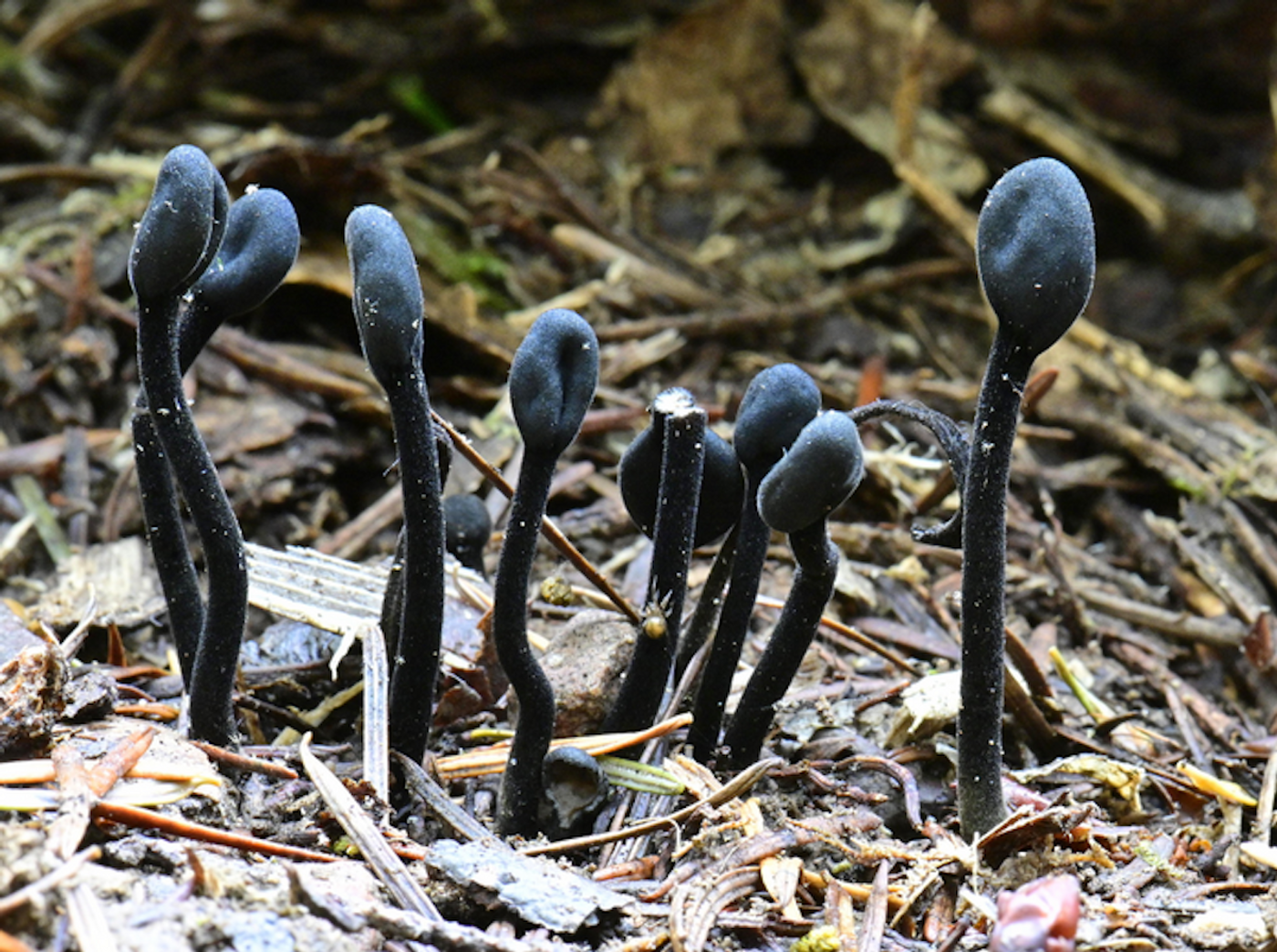 The members of this exotic new group of fungi, including these odd "earth tongues" were found to all descend from a common ancestor / (Photo: Alan Rockefeller, CC-BY-SA-4.0)