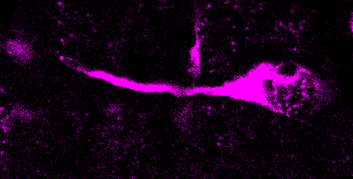 Microscopy picture of a dividing basal radial glial cell, a progenitor cell type that generates neurons during brain development. Modern human TKTL1, but not Neandertal TKTL1, increases basal radial glia and neuron abundance. / Credit  Pinson et al., Science 2022 / MPI-CBG
