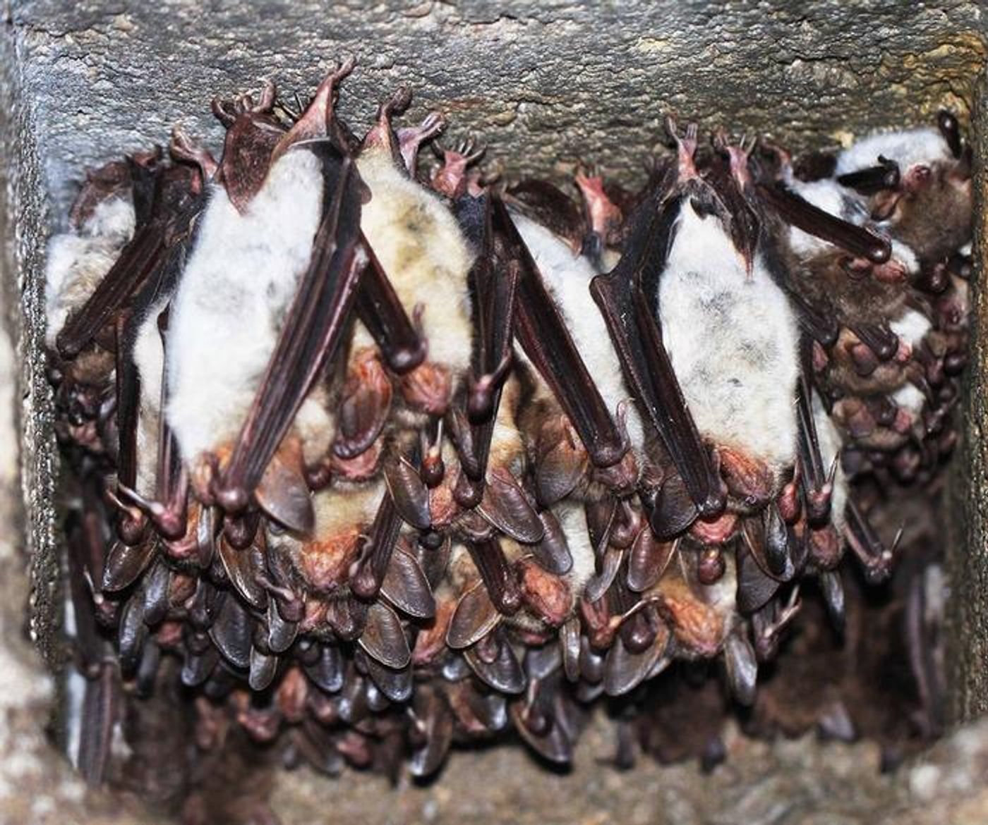 Myotis bats roosting together  Credit  Dr. Nicole Foley/Texas A&M University School of Veterinary Medicine and Biomedical Sciences