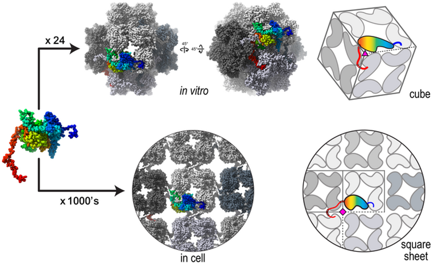 Twenty-four individual chimallin proteins assemble as a cube inside cells of infected bacteria. Thousands of chimallin components assemble into tiles that ultimately make up square sheets of the phage nucleus shell. Villa Lab, UC San Diego Credit  Villa Lab, UC San Diego