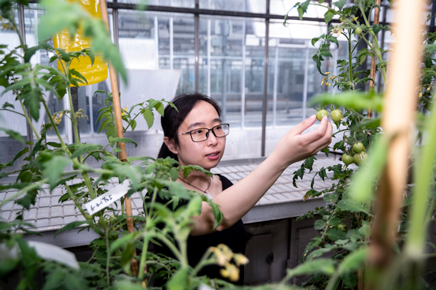 Dr Jie Li examines vitamin D enriched tomatoes / Credit: Phil Robinson