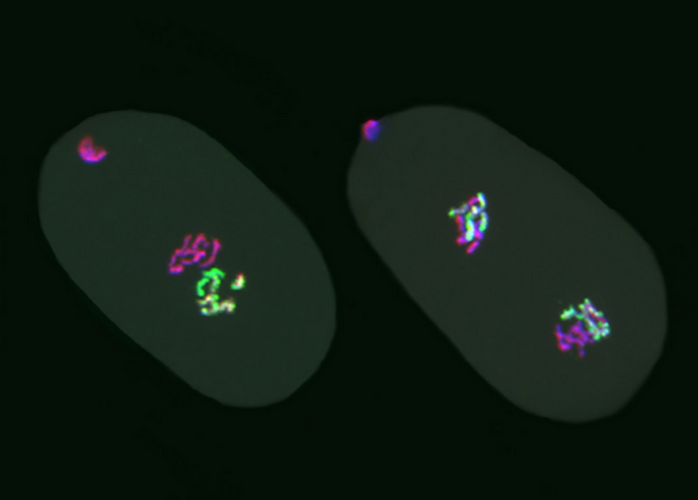 A one-cell C. elegans embryo (left) inherited chromosomes from the egg (pink) and chromosomes from the sperm (green), with colors illustrating the presence or absence of H3K27me3. A two-cell embryo (right) shows egg and sperm chromosomes united in each nucleus. / Credit: Photo by Laura Gaydos