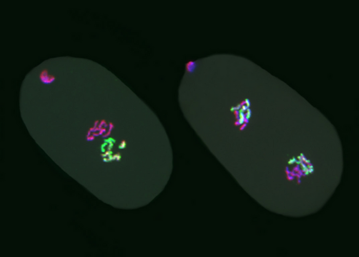 A one-cell C. elegans embryo (left) inherited chromosomes from the egg (pink) and chromosomes from the sperm (green), with colors illustrating the presence or absence of H3K27me3. A two-cell embryo (right) shows egg and sperm chromosomes united in each nucleus. / Credit: Photo by Laura Gaydos