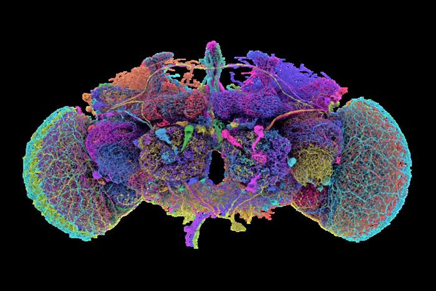 Scientists and a team of volunteers mapped 139,205 neurons and over 50 million synapses in the brain of an adult fruit fly / Image courtesy: Tyler Sloan and Amy Sterling / FlyWire / Princeton University