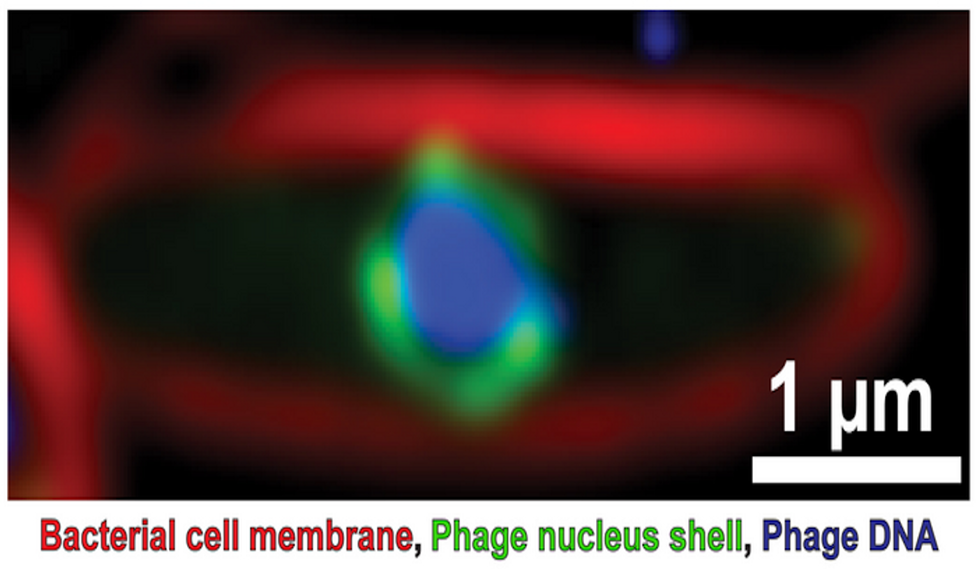 A bacterial cell infected by jumbo phage - bacterial cell membrane (red), phage nucleus shell (green) and phage DNA (blue). / Credit: Pogliano Lab, UC San Diego
