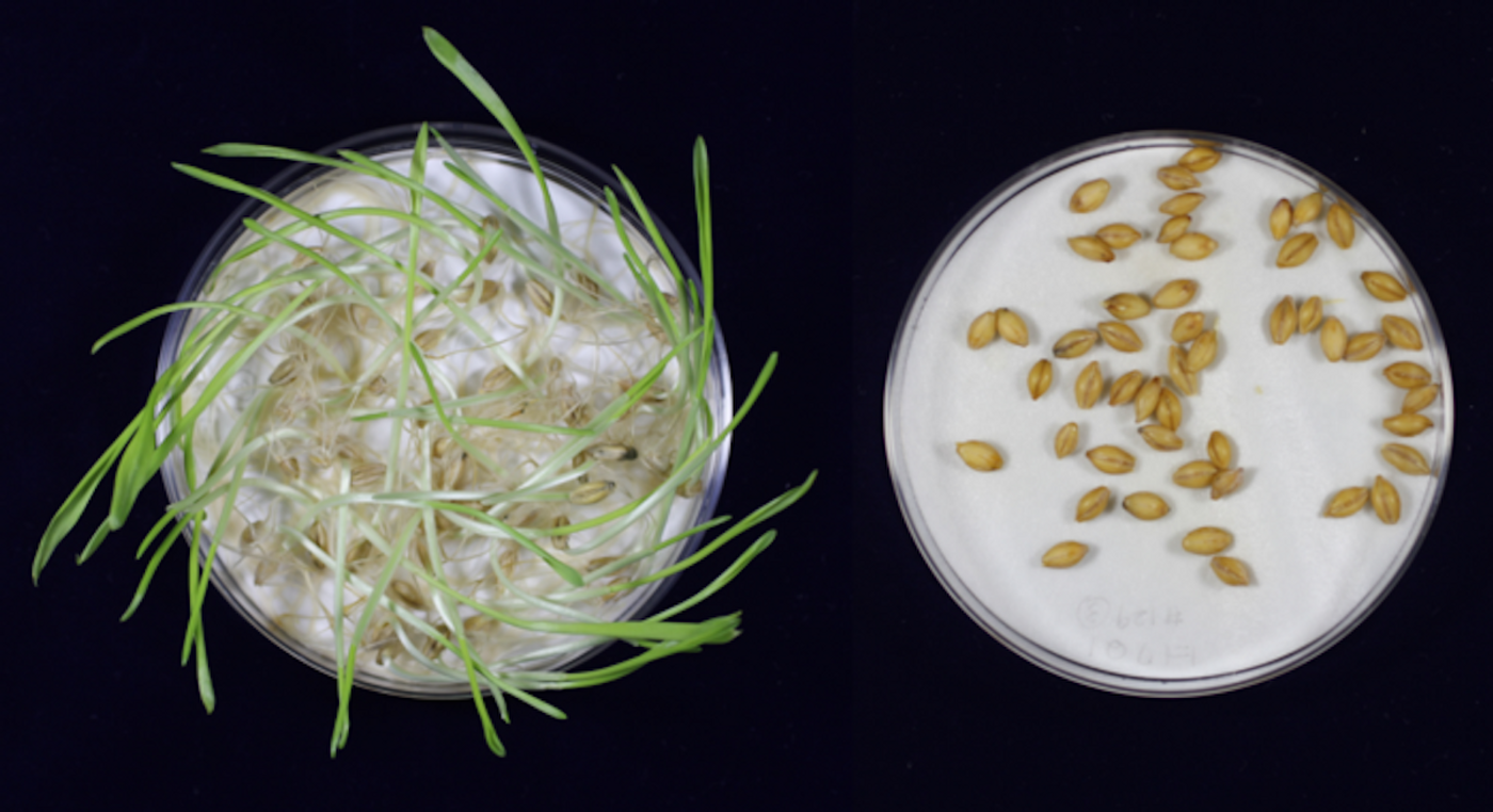 In unmutated barley, germination was almost complete, while gene-edited barley did not germinate at all, and were dormant for longer / Image credit: Hiroshi Hisano from Okayama University