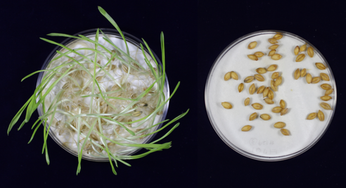 In unmutated barley, germination was almost complete, while gene-edited barley did not germinate at all, and were dormant for longer / Image credit: Hiroshi Hisano from Okayama University
