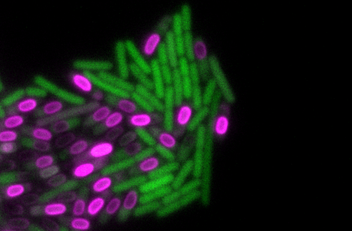 Cells under stress (green) are seen differentiating into dormant spores (magenta) in a B. subtilis biofilm. / Image credit: Kwang-Tao Chou