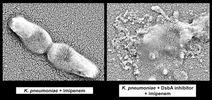 Antibiotic resistant Klebsiella pneumoniae treated only with the last-resort antibiotic imipenem survives (left), but with both imipenem and a DsbA inhibitor, (right) it ruptures and dies. / Image credit: Nikol Kadeřábková