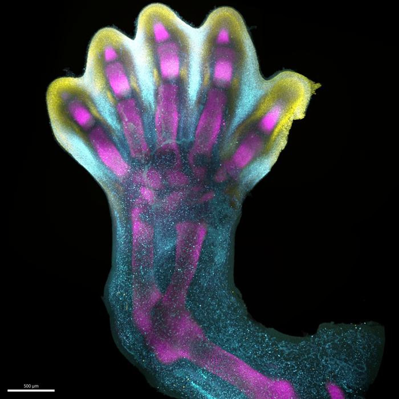 Gene expression patterns in a developing limb / Credit: Zhang et al Nature 2023 / Wellcome Trust Sanger Institute