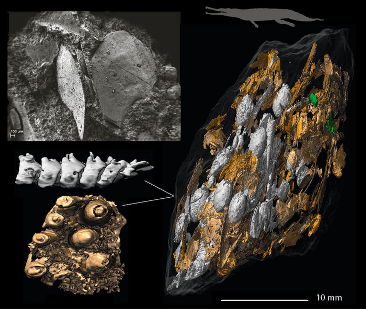 Large coprolite with fish remains: A coprolite fragment densely packed with fish bones, likely produced by the phytosaur Paleorhinus.  / Credit  Martin Qvarnström