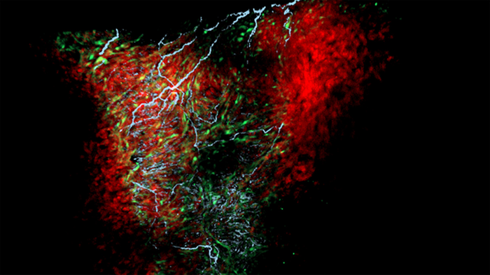 Neurons (blue) and astrocyte-like cardiac nexus glia (green) in a zebrafish heart (red). / Credit: Nina L. Kikel-Coury & Smith Lab