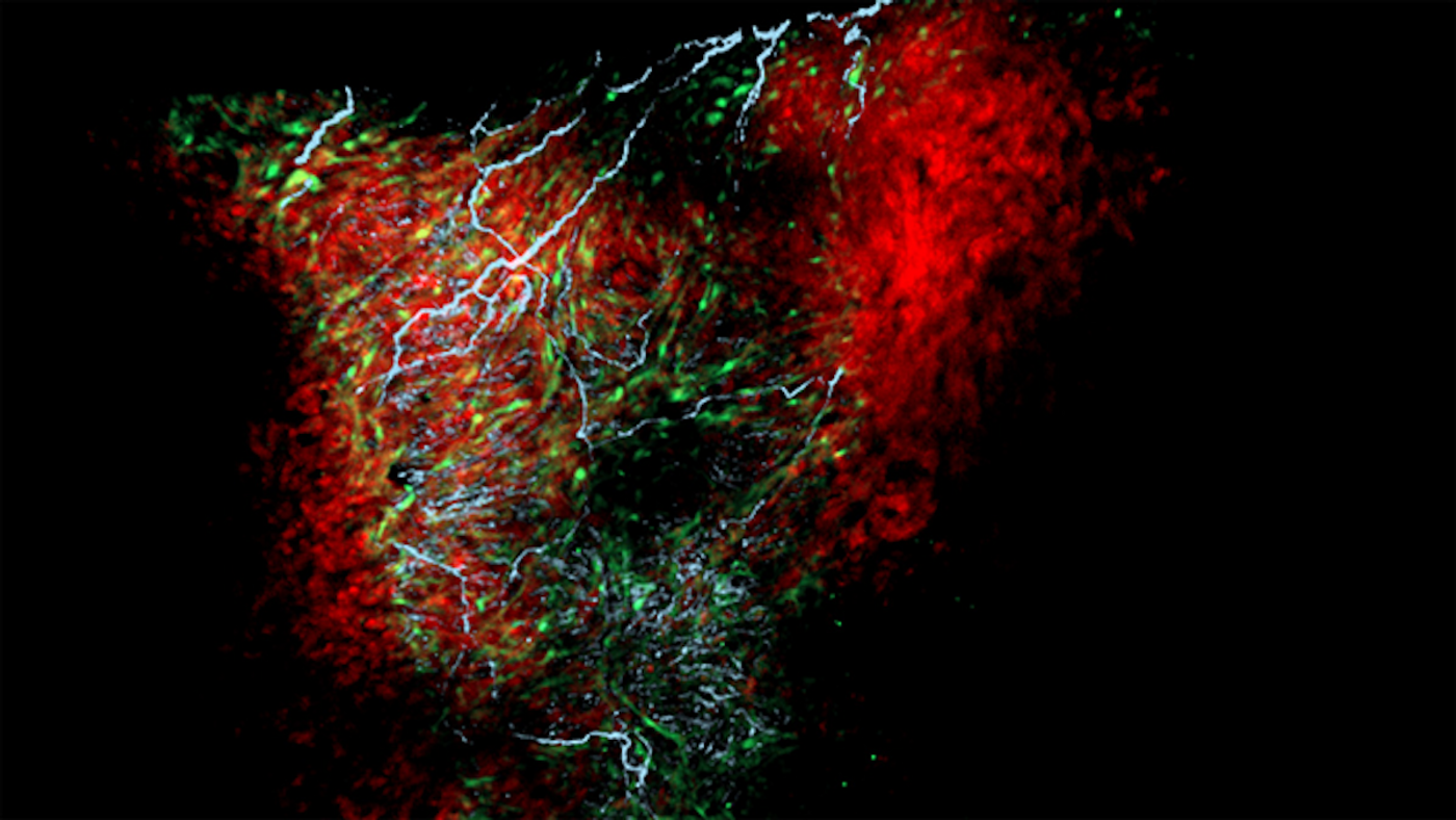 Neurons (blue) and astrocyte-like cardiac nexus glia (green) in a zebrafish heart (red). / Credit: Nina L. Kikel-Coury & Smith Lab