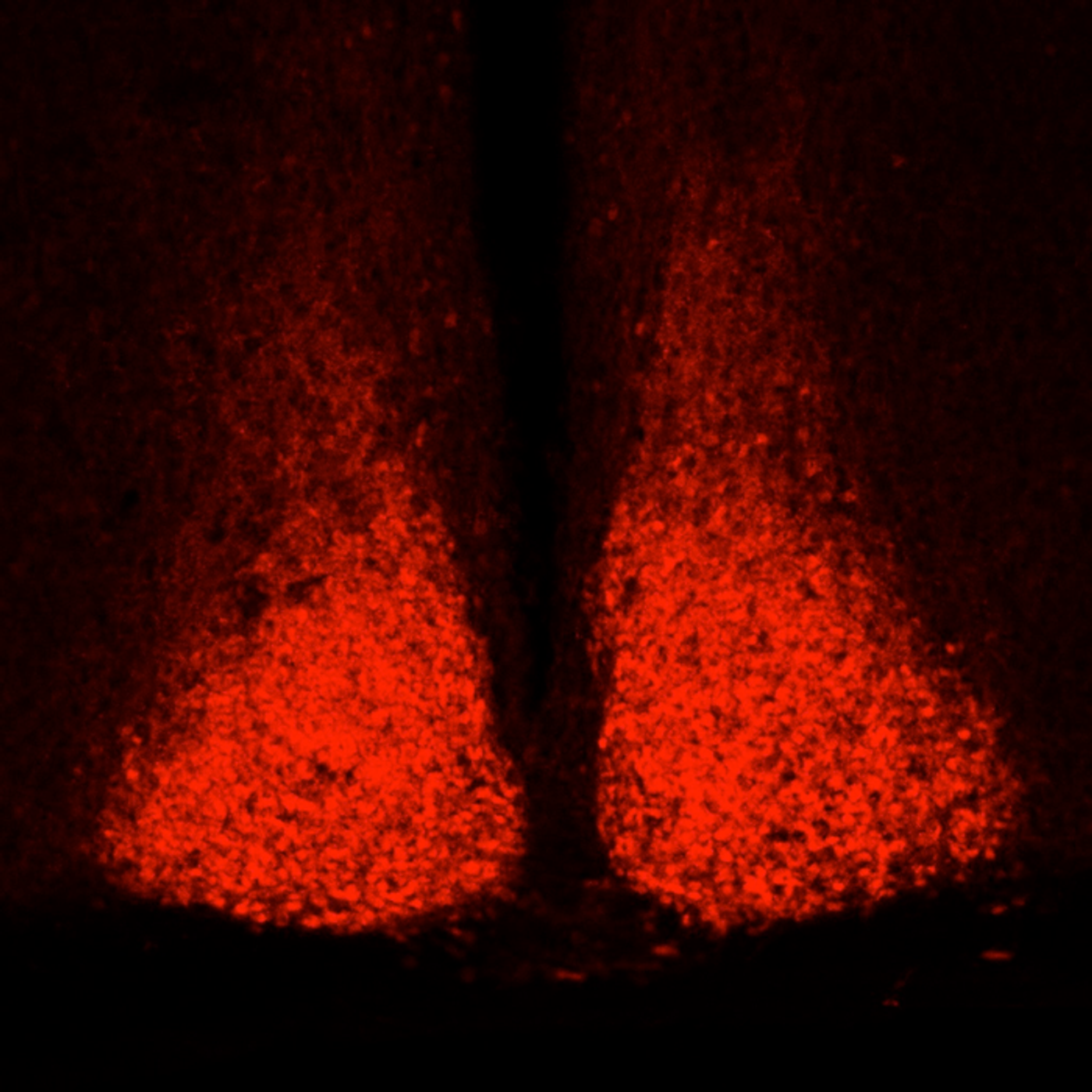 Microscopic image of the mouse suprachiasmatic nucleus, the brain region responsible for controlling circadian rhythms. / Credit: UT Southwestern Medical Center