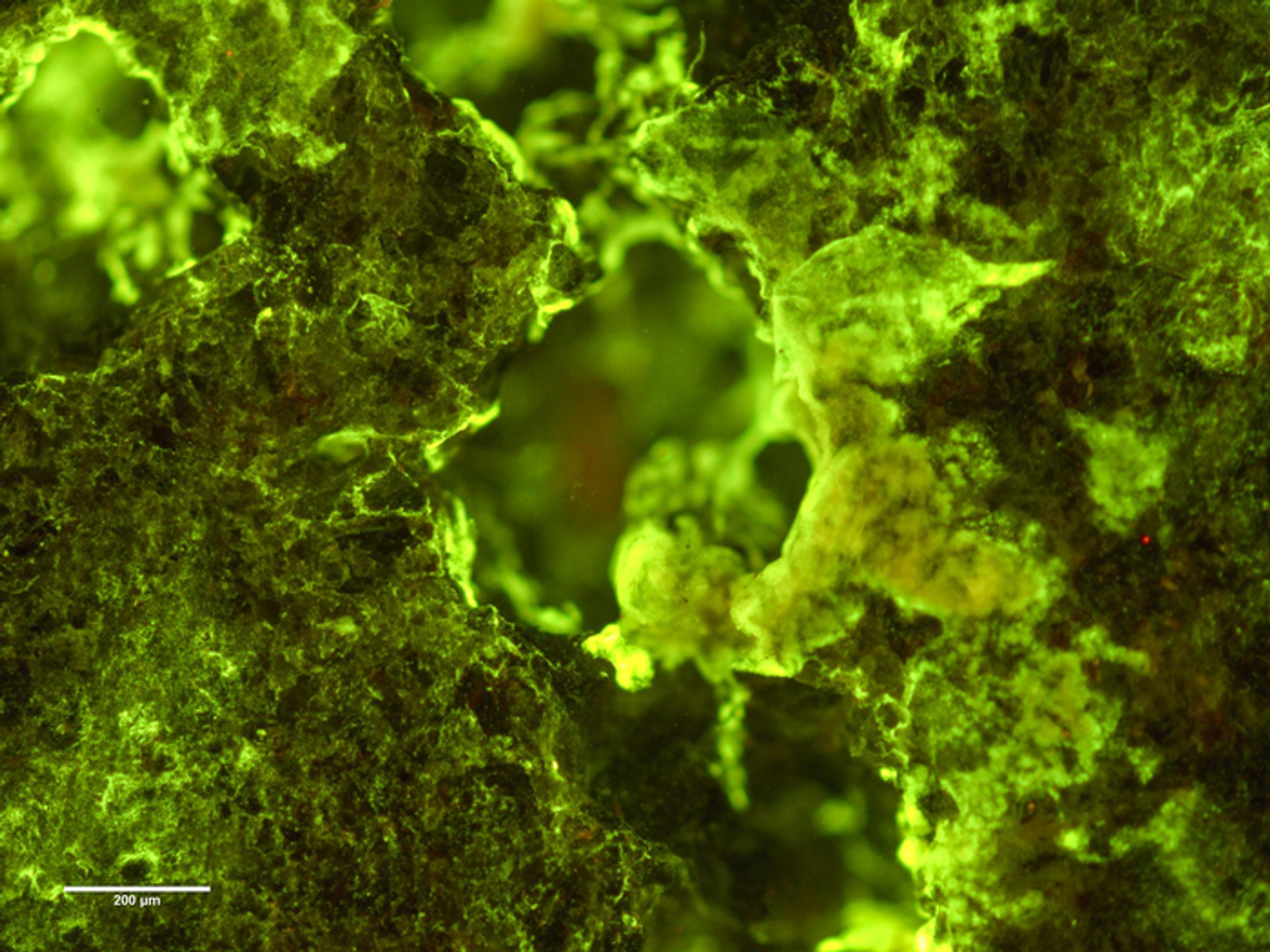 Preflight fluorescence microscopy image of biofilm of Spingomonas desiccabilis biofilm on the surface of a basalt slide. Growth can be seen into the rock cavities. / Credit: Image Courtesy of ESA