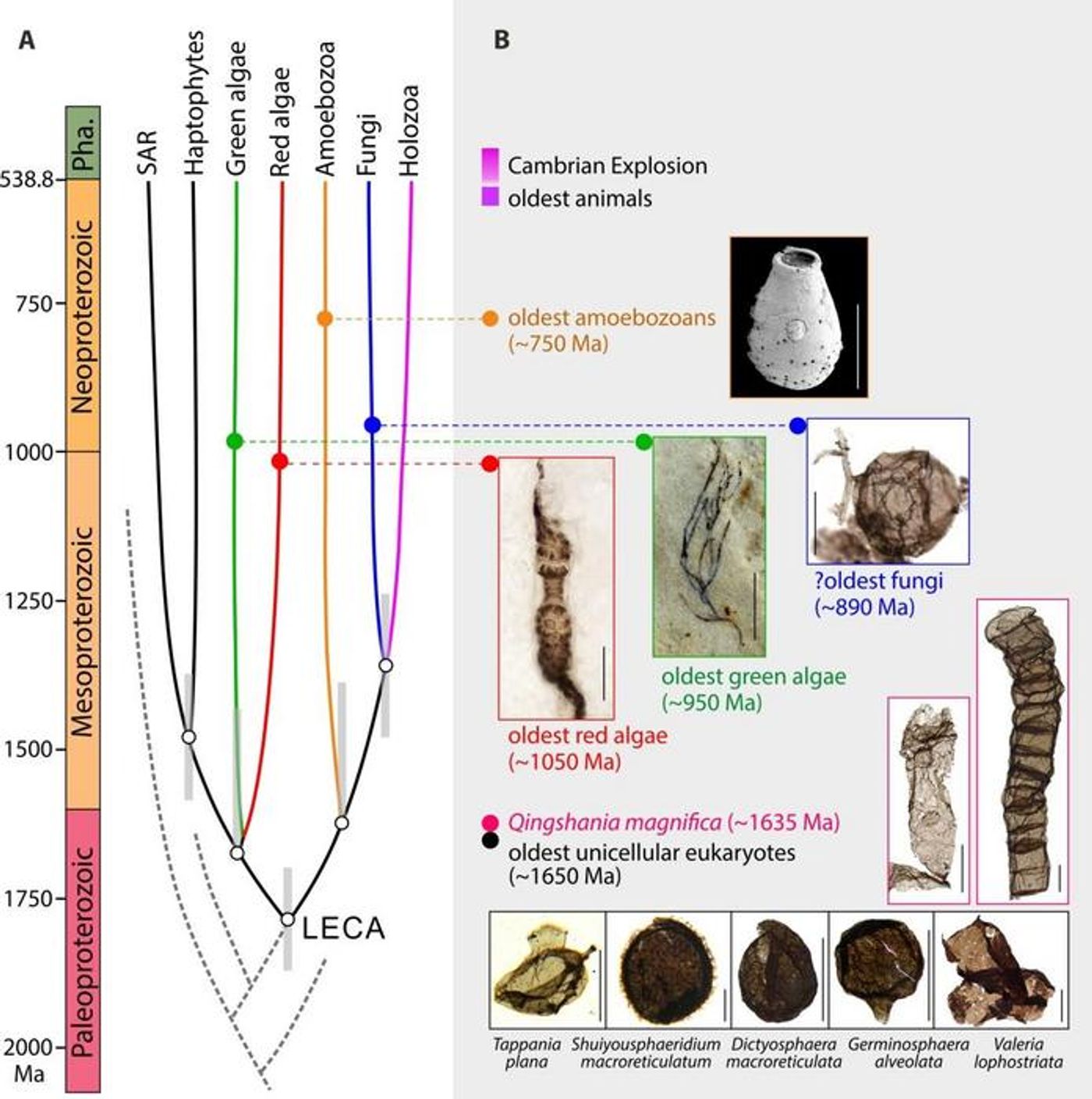 A eukaryotic tree shows stem group eukaryotes (grey dashed lines) and crown group eukaryotes - LECA plus descendants (solid lines). Estimated age range of divergence of major branches from a molecular clock study shown with grey bars. Scale bar in the green algal fossil equals 500 μm; remainder are 50 μm. / Credit: Miao Lanyun