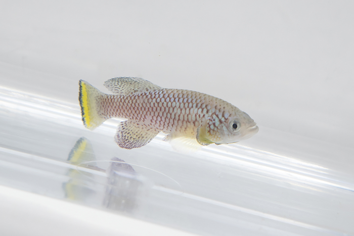 Shown in in this image (courtesy of Max Planck Institute for Biology of Ageing/CC BY-ND) the African killifish (Notobranchius furzeri) can be used to study immune system aging