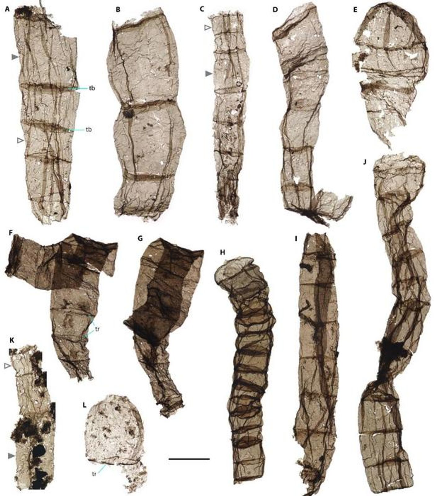 Multicellular fossils come from the late Paleoproterozoic Chuanlinggou Formation  Credit  MIAO Lanyun