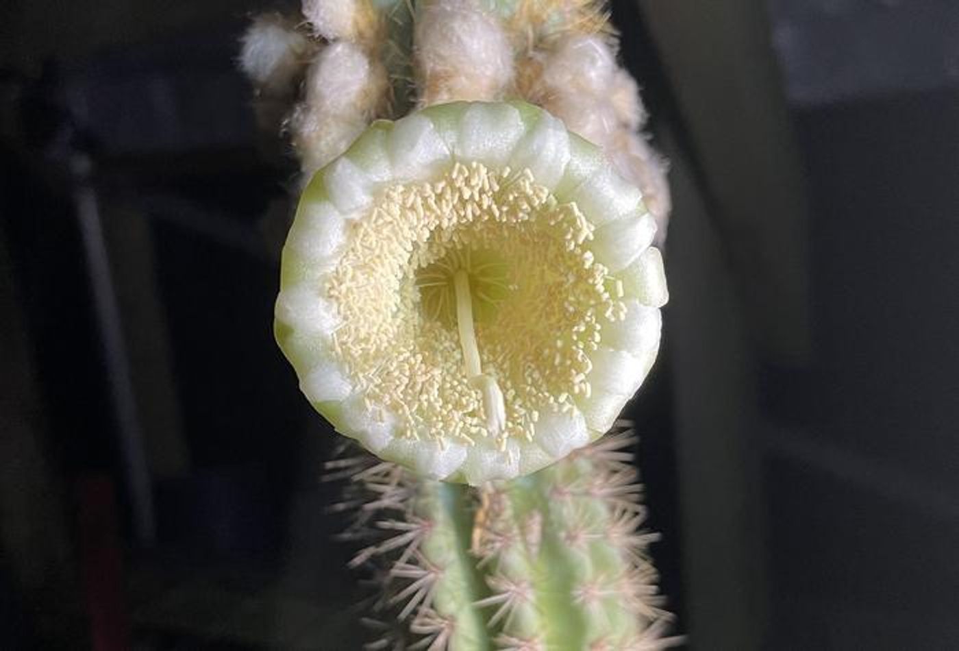 The Key Largo tree cactus was initially found growing in the United States in 1992 at a single site. That population has since been lost to a combination of rising sea levels and increasingly intense storms. / Photo courtesy of Susan Kolterman