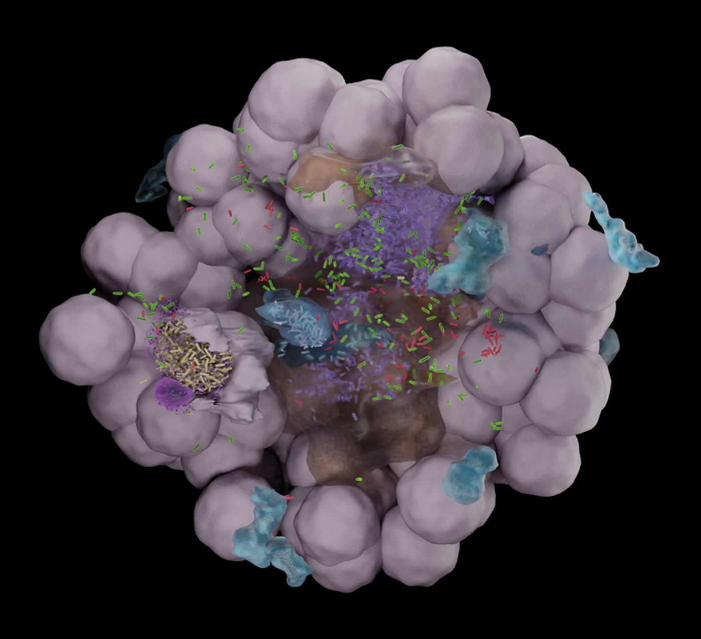 Electron microscopy reconstruction of the various bacterial niches./ Credit: Sharma et al.© 2021 EPFL