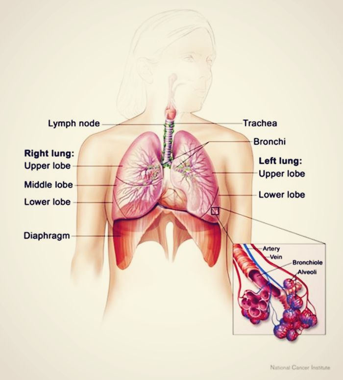 credit: public domain diagram of lungs