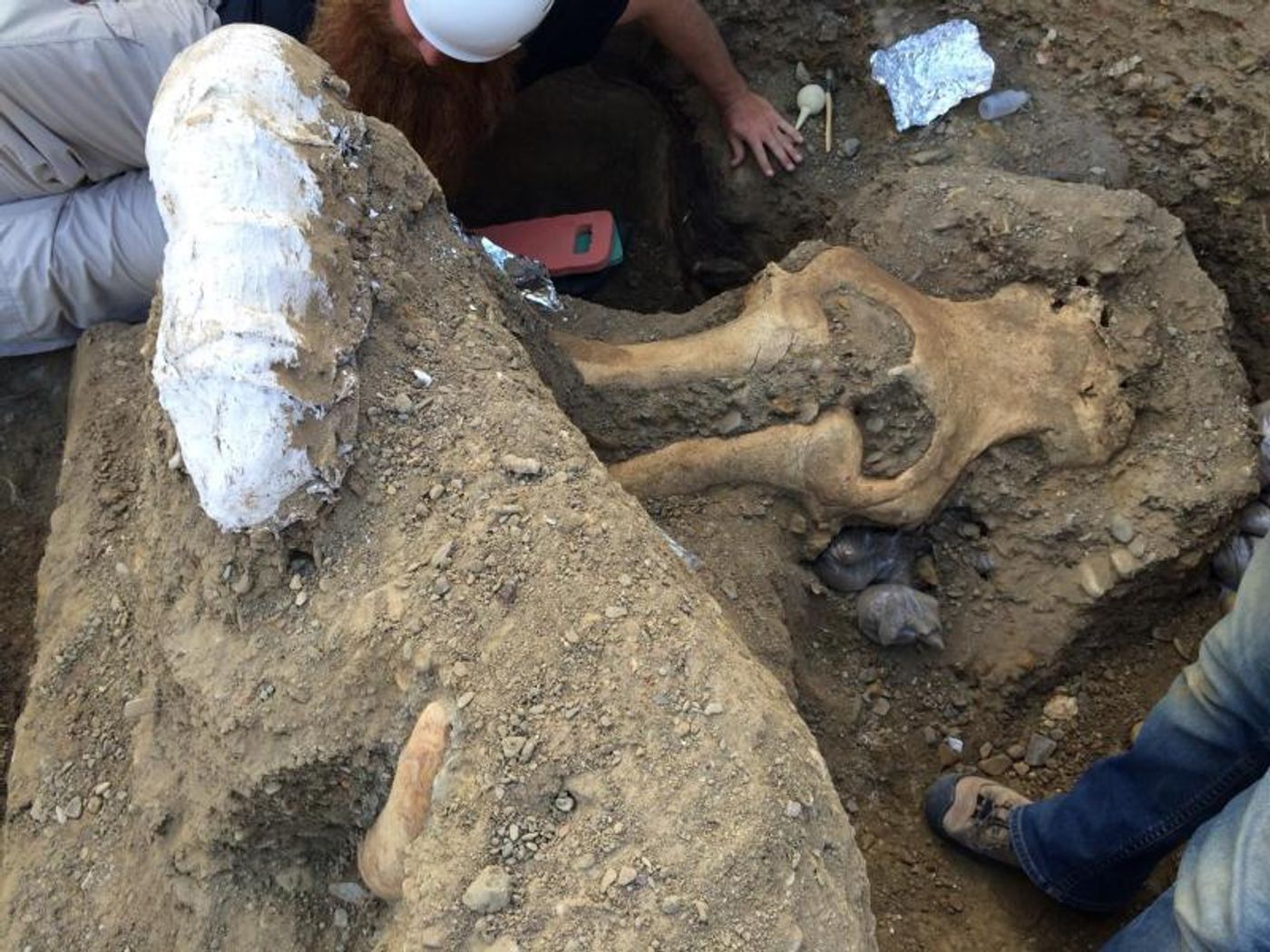 One of the most well-preserved mammoth skulls in history is raising questions about the species.