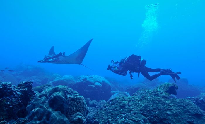 A diver gets a closer look at a juvenile manta ray in the nursery.