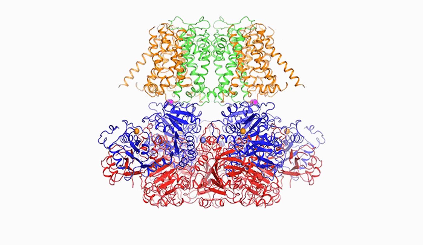 In order to release potassium, BK is prompted to open by calcium (above), a change in voltage, or a combination of the two. / Credit: The Rockefeller University