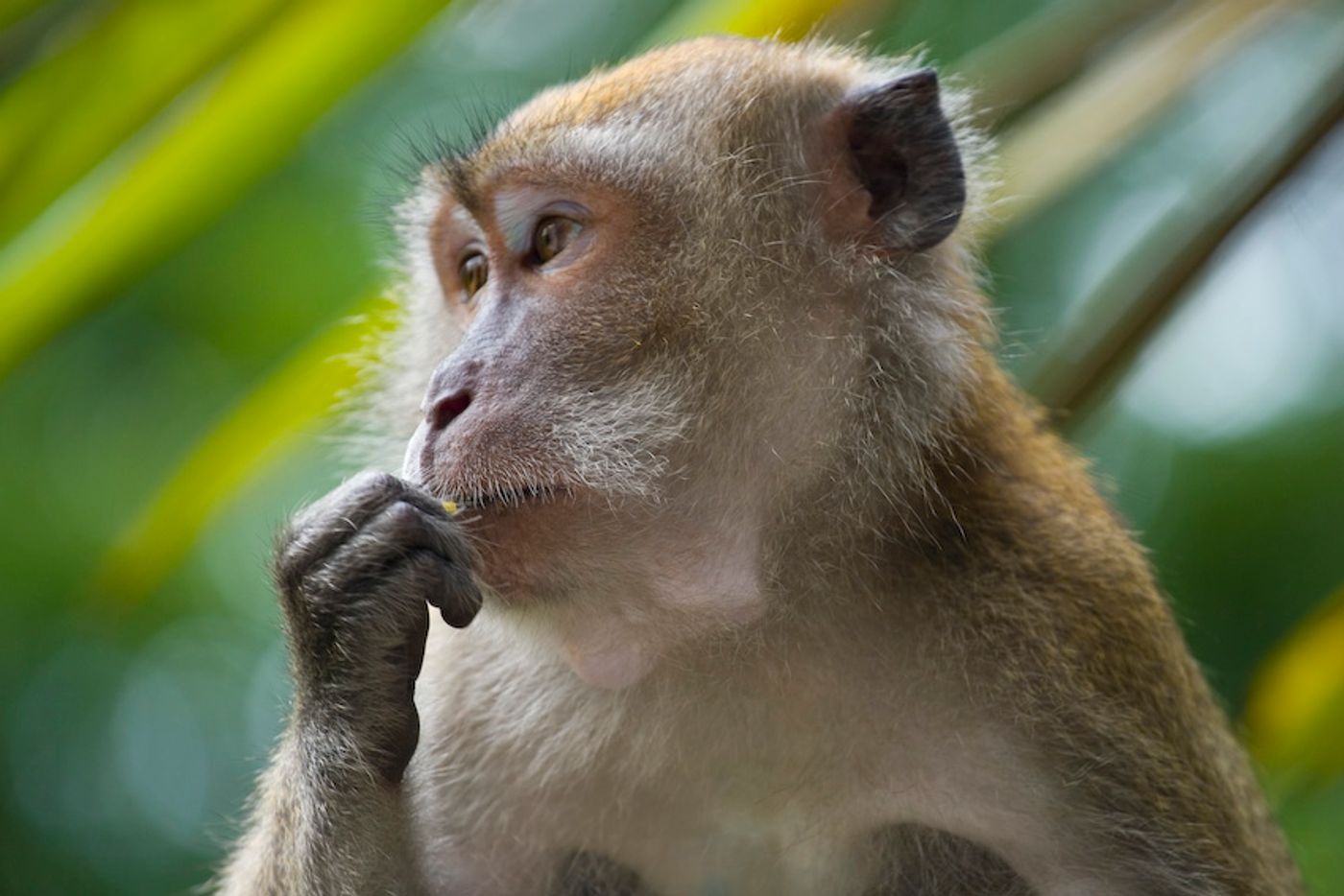 Crab-eating macaque (Macaca fascicularis), portrait, Singapore / Credit: Eigene Aufnahme von André Ueberbach/Own production Author:André Ueberbach