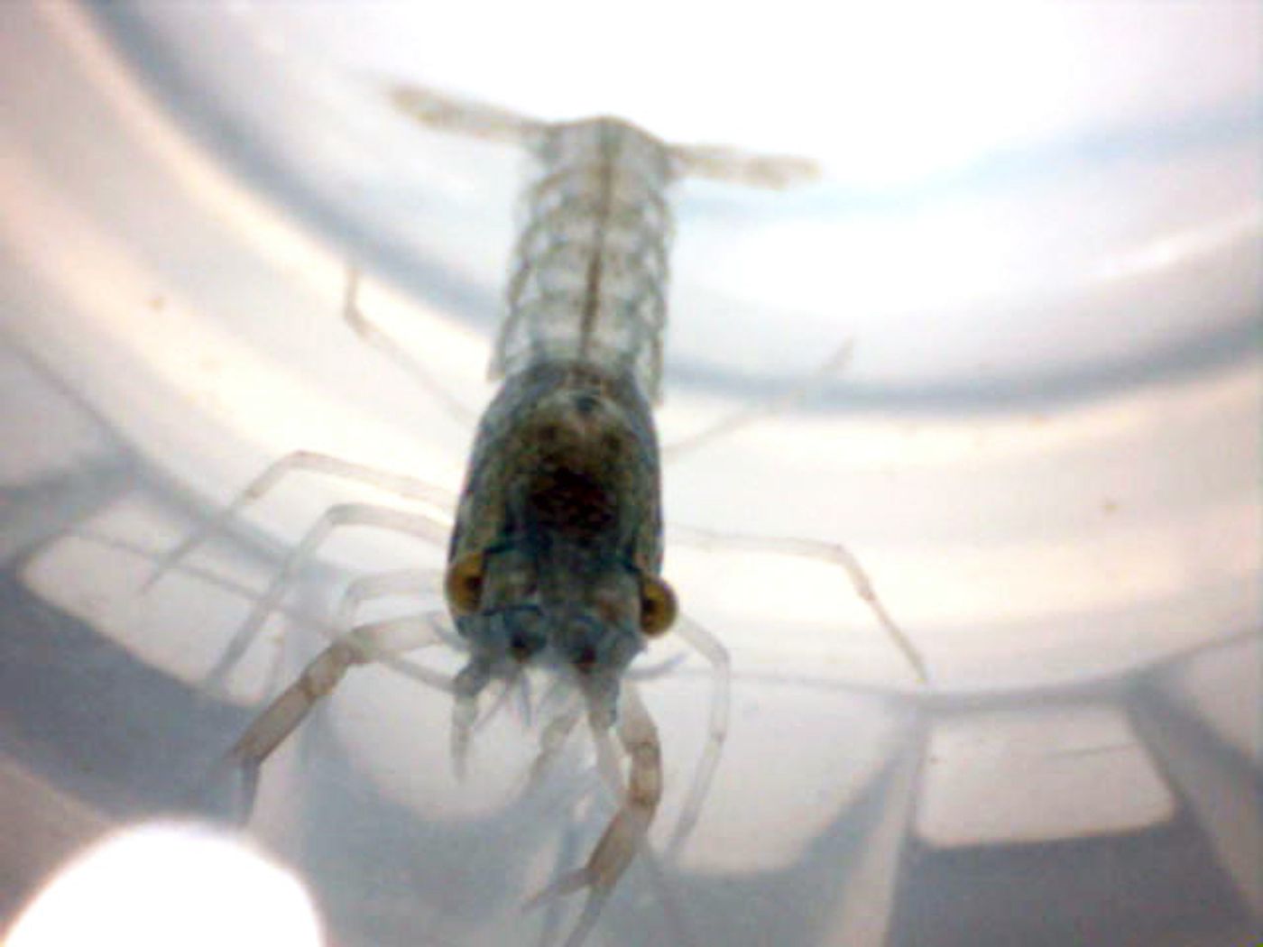 Marbled Crayfish fry about two days old. Image taken with a handheld microscope. / Credit: Wikimedia Commons/J-P Despault