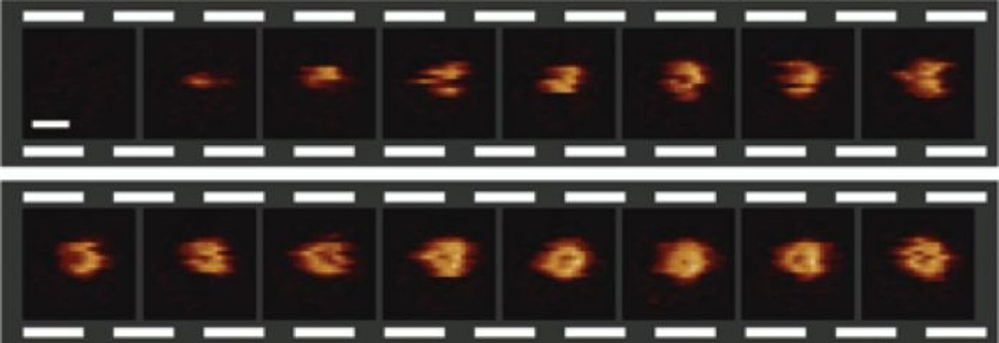 A video sequence of the formation of a hole in a bacterial surface, recorded at 6.5 seconds per frame. The scale bar (see first frame) corresponds to 30 nanometers. / Credit: Edward S. Parsons et al.