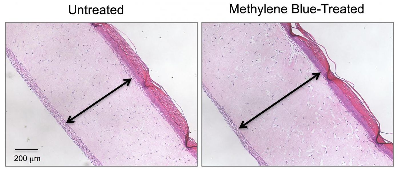 Cross-section images show 3D human skin models made of living skin cells. Untreated model skin (left panel) shows a thinner dermis layer (black arrow) compared with model skin treated with the antioxidant methylene blue (right panel). / Credit: Zheng-Mei Xiong/University of Maryland