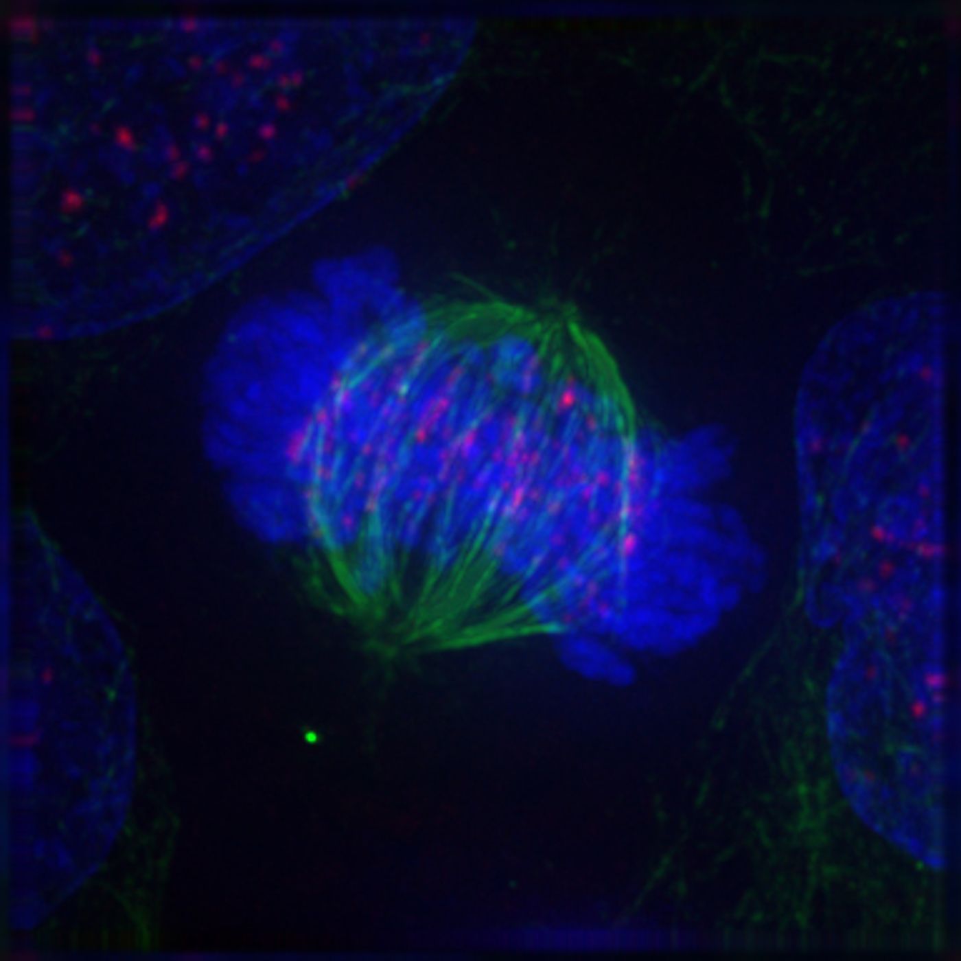 Cell in metaphase / Credit: Wikimedia Commons/Roy van Heesbeen