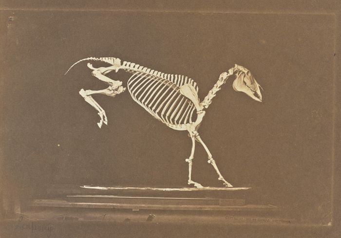 Image Courtesy of the Getty Open Content Program - Eadweard J. Muybridge (American, born England, 1830 - 1904) Leaping, negative 1878-1879; print 1881, Iron salt process 12.5 × 20 cm (4 15/16 × 7 7/8 in.), 85.XO.362.170 The J. Paul Getty Museum, Los Angeles