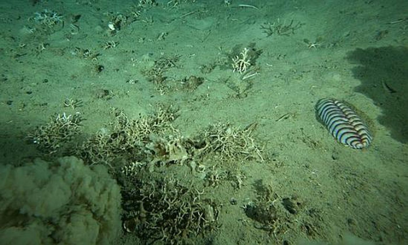 What do we really know about how climate change is affecting the seafloors? Photo: Marinet