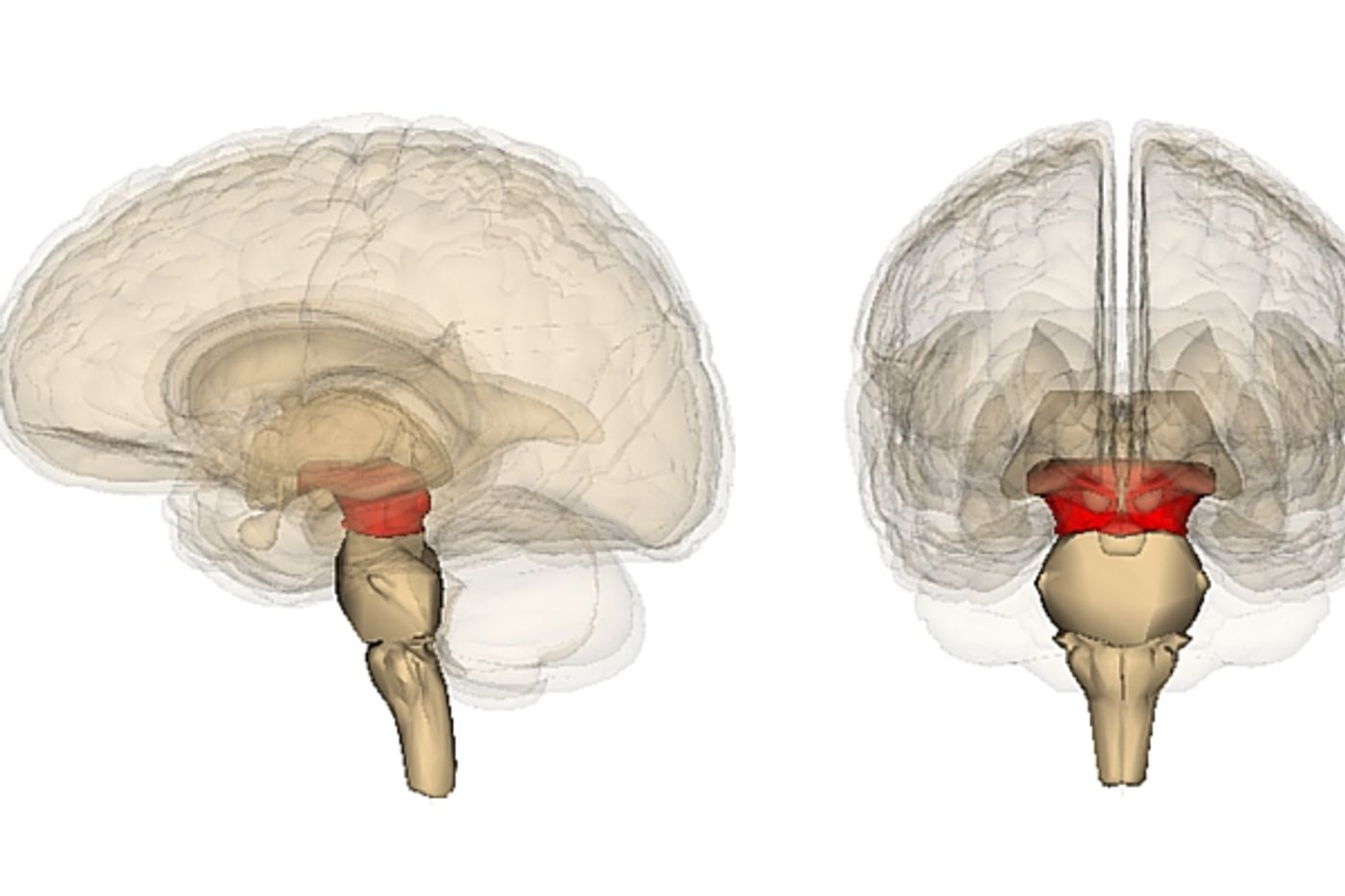 Lab grown brain tissue could help scientists understand Parkinson's disease