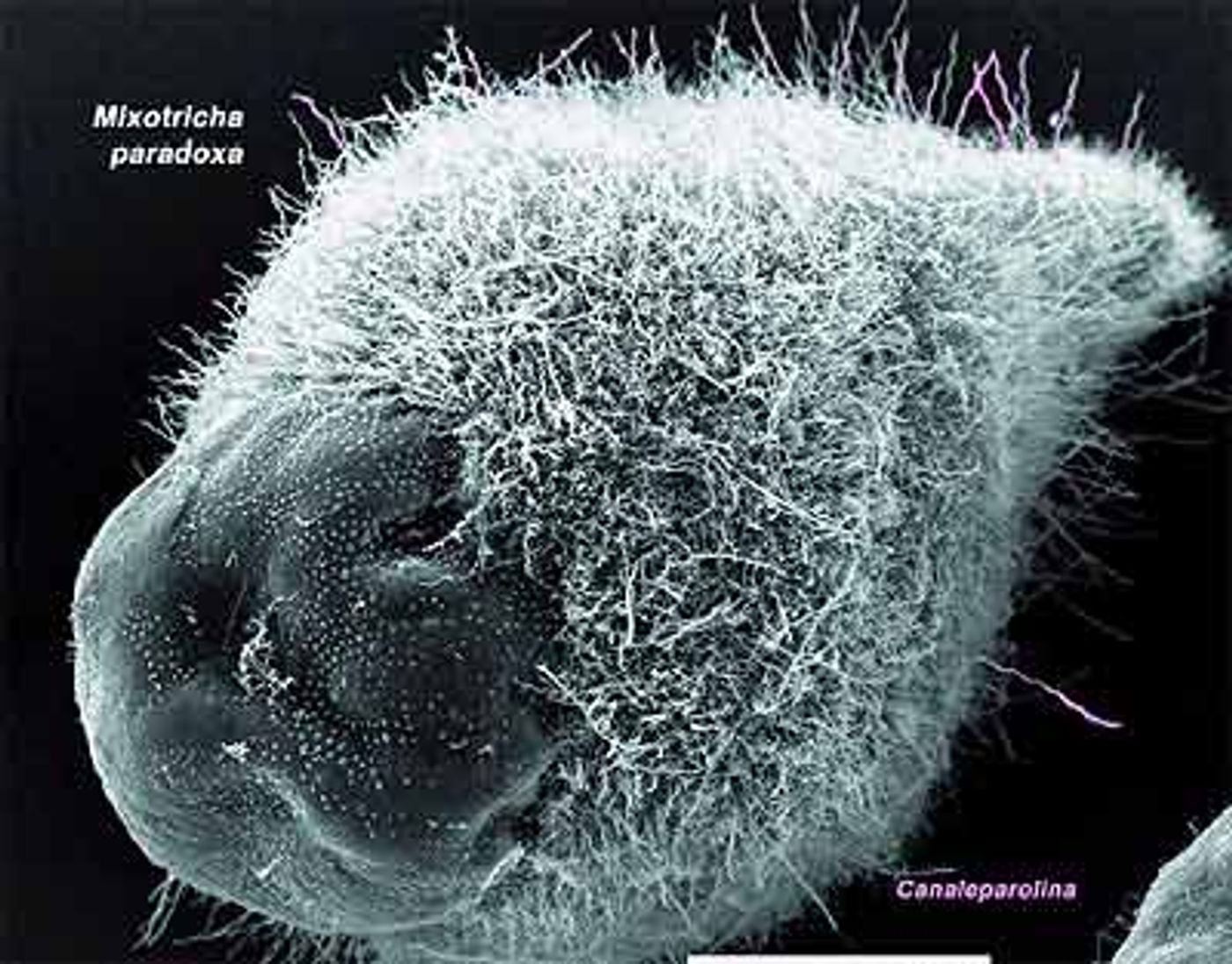 The "cilia" covering Mixotricha are actually bacteria. 