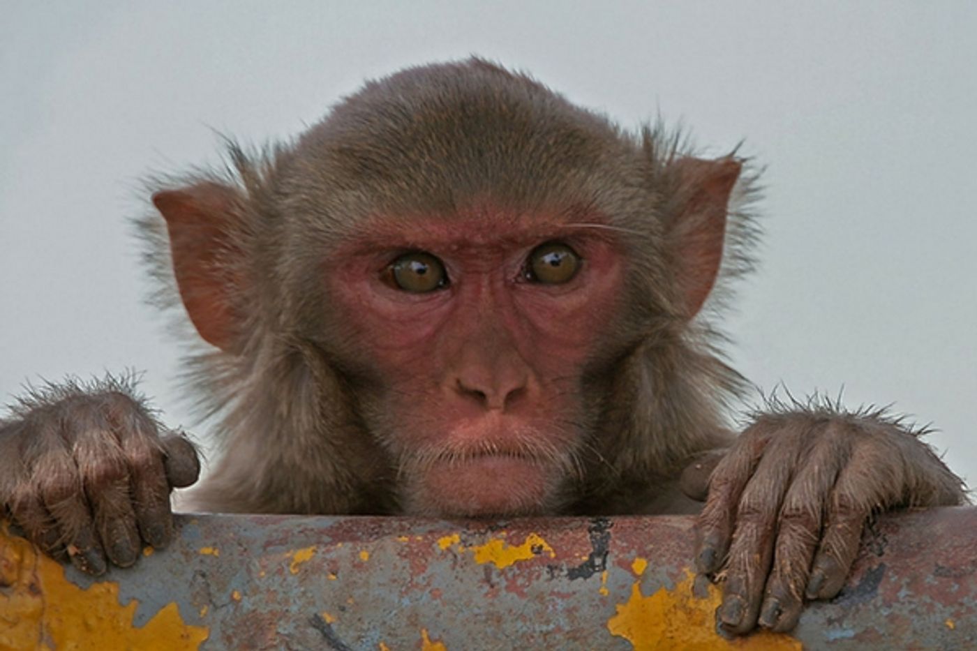 Monkeys can learn to type