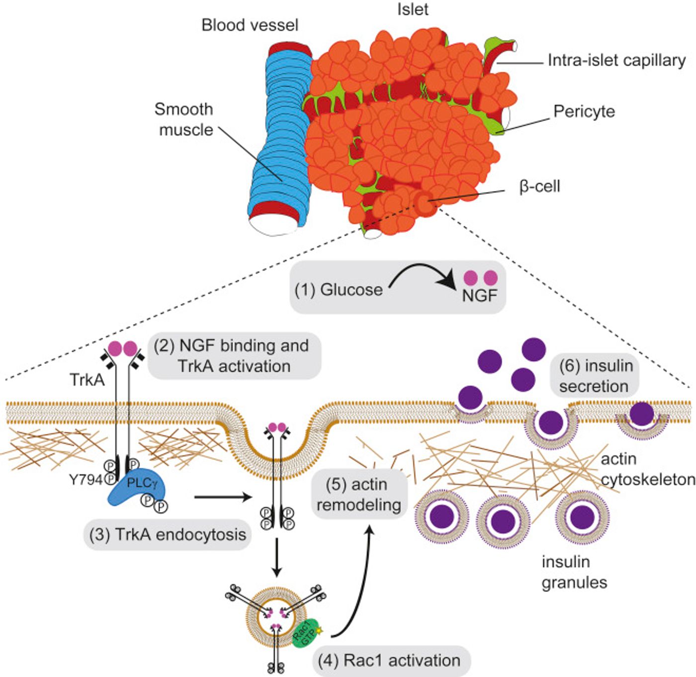 (1) NGF is secreted by pancreatic VSMCs and intra-islet pericytes in response to elevated glucose. (2) Vascular-derived NGF activates TrkA receptors on islet ? cells. (3) TrkA phosphorylation leads to association & activation of the downstream effector, PLC?, which triggers receptor internalization. (4) Endosomal signaling from internalized TrkA receptors recruits & activates the actin-modulatory protein Rac1, to (5) remodel a peripheral F-actin barrier & (6) promote insulin granule exocytosis./Credit: Dev Cell Houtz et al
