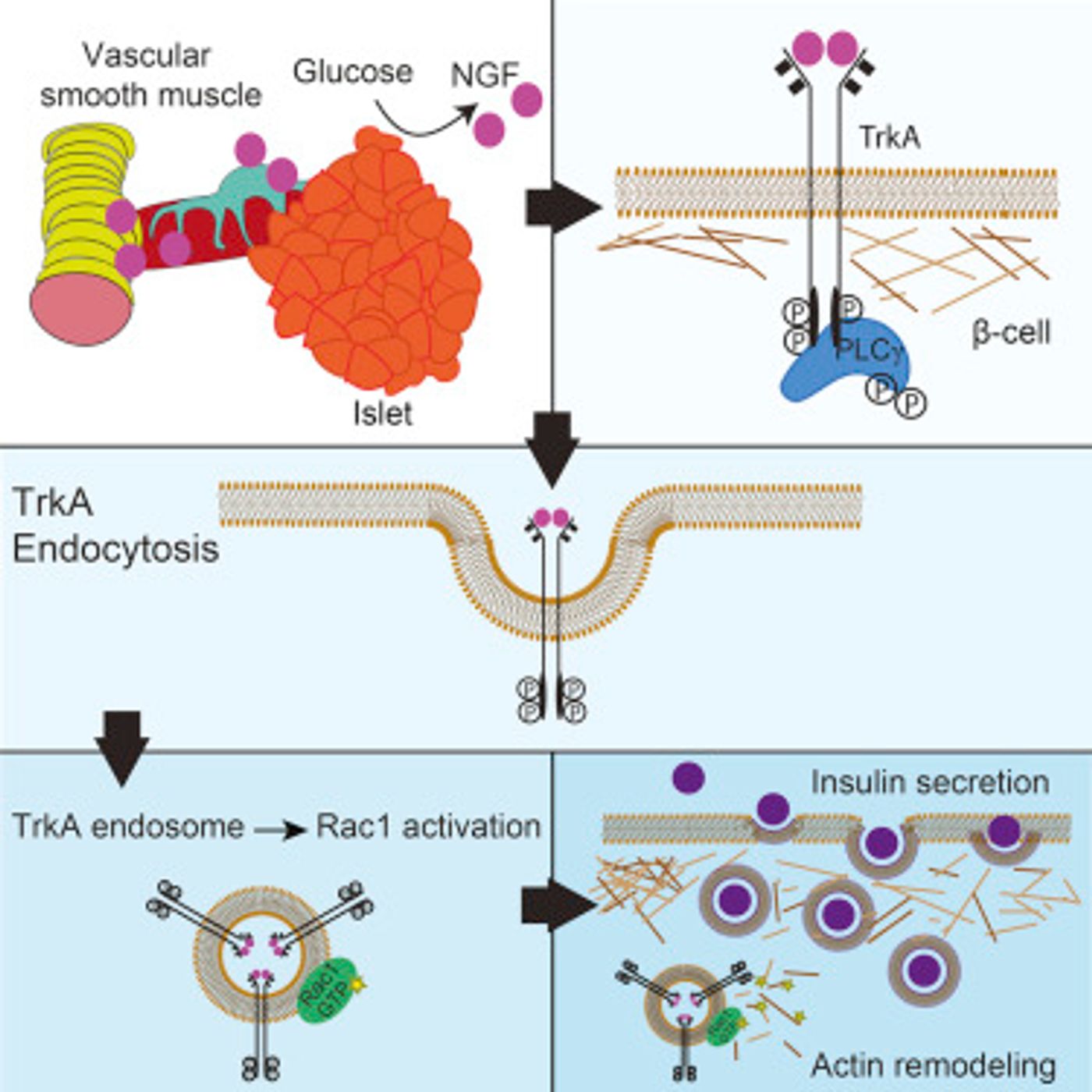 The graphical abstract from the research/ Credit: Developmental Cell Houtz et al