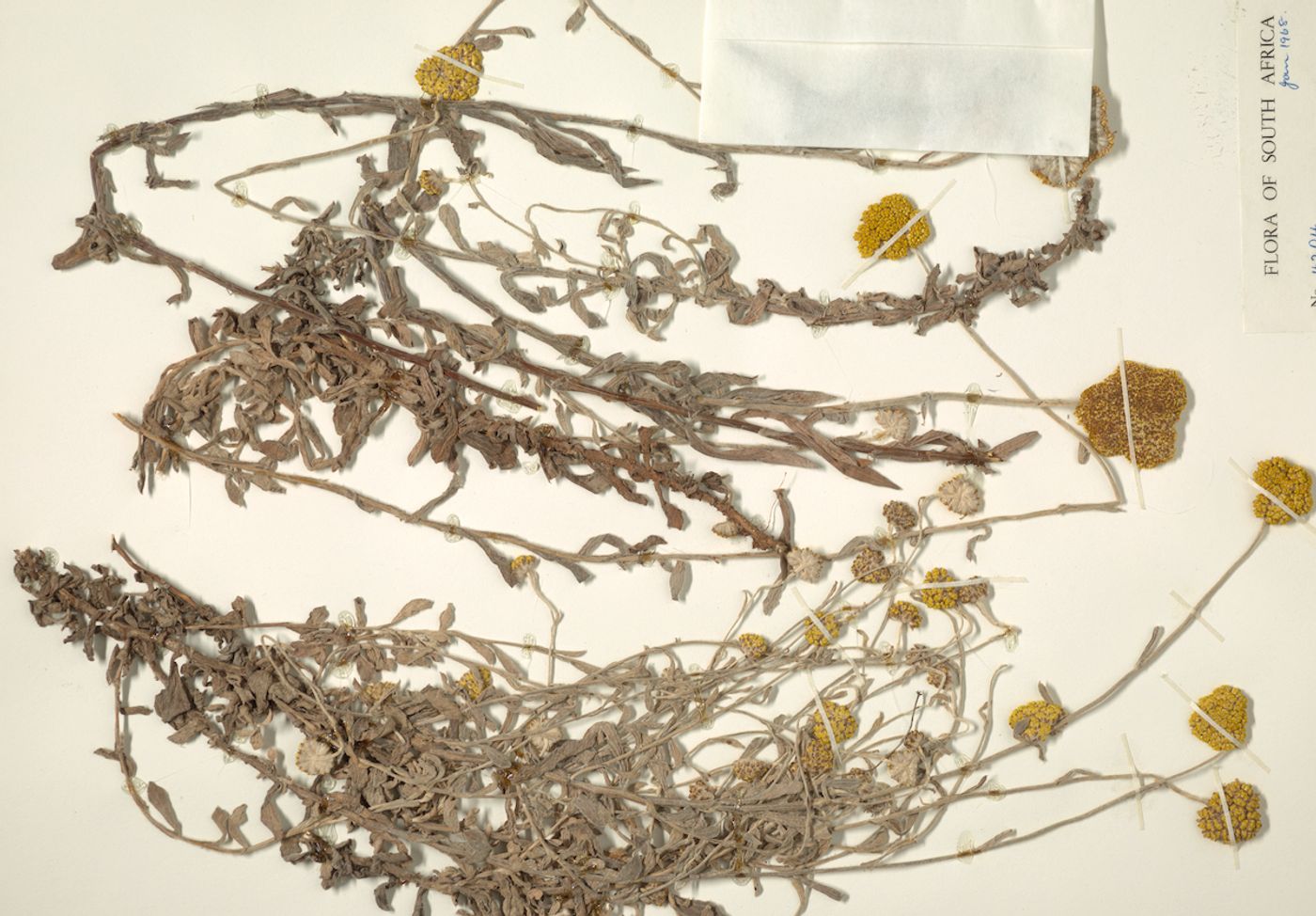 A photograph of a dried specimen of wooly umbrella (Helichrysum umbraculigerum) from Southern Africa / Collector: James L. Sidey / Credit: Smithsonian National Museum of Natural History