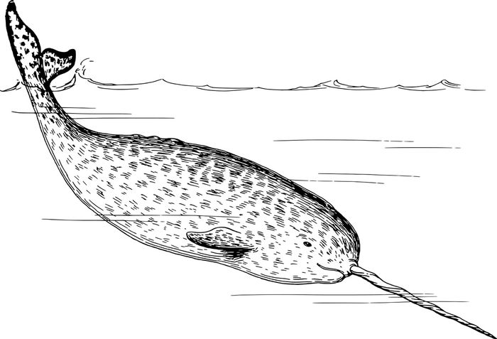 Narwhals are essentialls whales with large tusks.