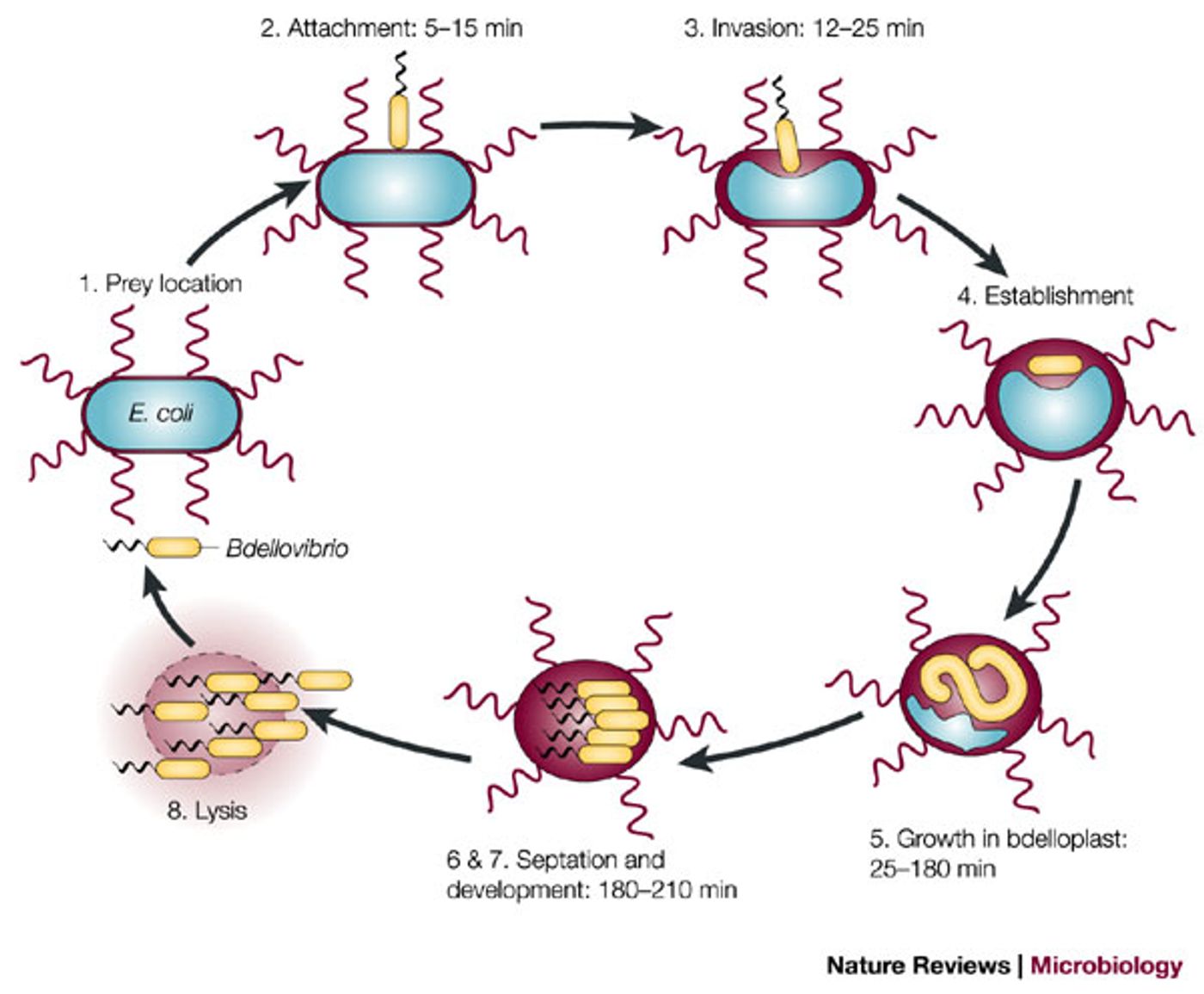 Bdellovibrio life cycle